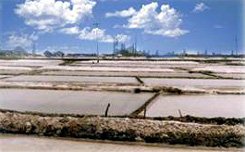 Salt Fields